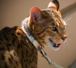 ������ ������ ����� 